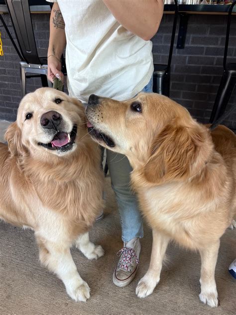 Dogs of the Courthouse | Pet-Friendly Restaurant & Bar in New Braunfels