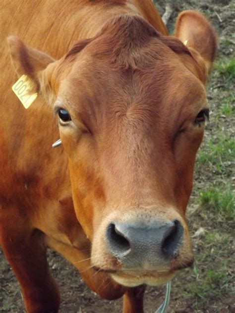 Half-Man Half-Cow | Red Eye
