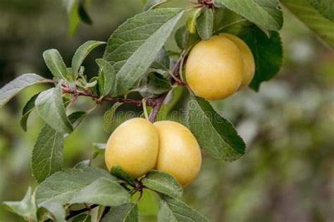 A Ameixa Amarela Doce Amadurece Em Uma árvore No Jardim Imagem de Stock ...