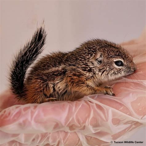 Patient of the Week: 04/14/23 - Tucson Wildlife Center