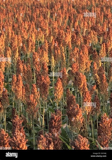 Sorghum field in rural Maryland Stock Photo - Alamy