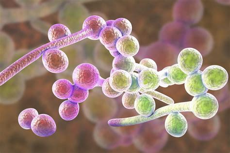 Candida objawy