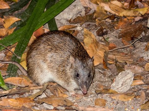 northern brown bandicoot stockland aura habitat explorer