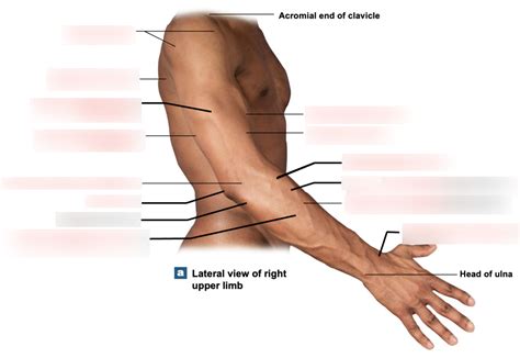 lateral view   upper limb diagram quizlet