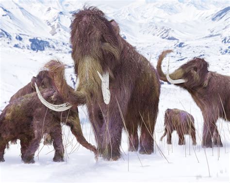mammoth compared to human 8