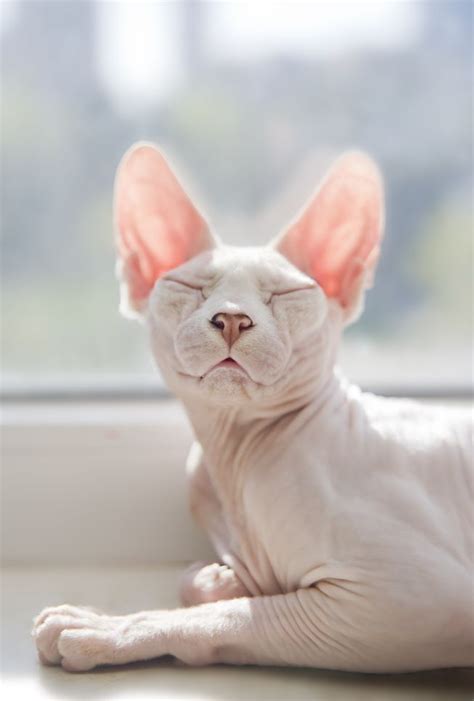 Great article... All true. These are the most loving cats Pretty Cats ...