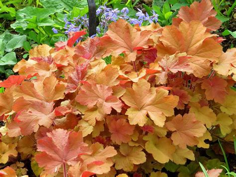 Caramel Coral Bells - Heuchera - Live Indoor Plant - Gallon Pot