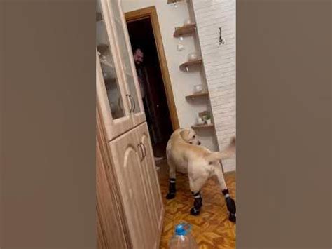 Ботиночки для собак крупных пород 🦮 нам как-то не зашел этот вариант ...
