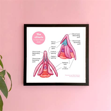 clitoris detailed anatomy educational art print  vulva