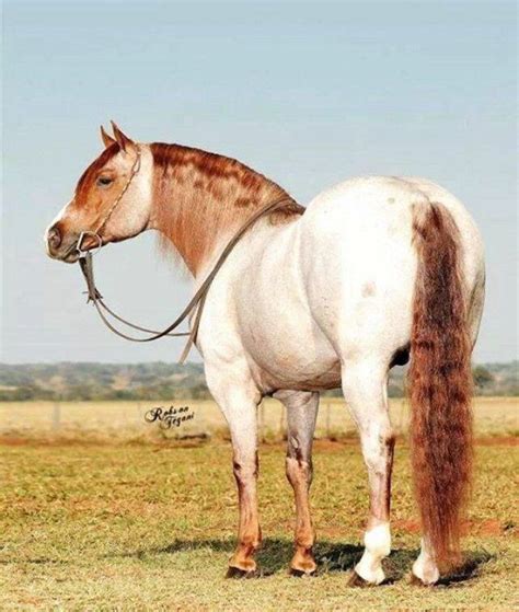 What is a mare horse everything you should know – Artofit