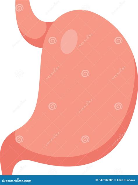 Healthy Stomach Promoting Good Digestion and Overall Well Being