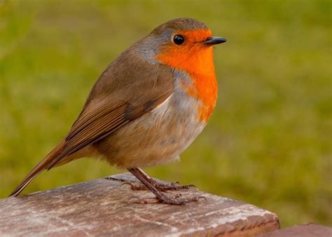Tips On Caring For Wild Birds In Winter Be Safe - My Country Store