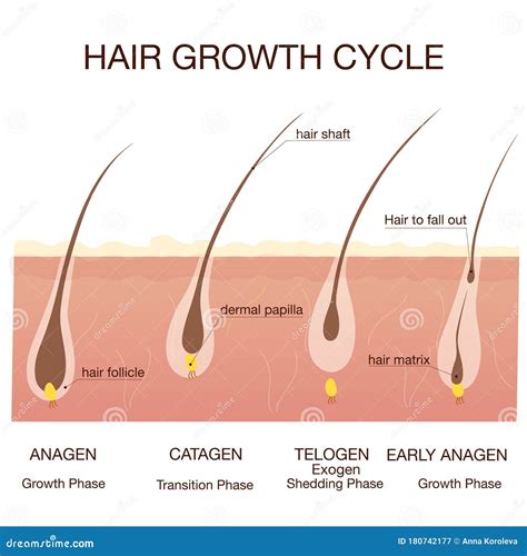 Stages Of Hair Growth Cycle