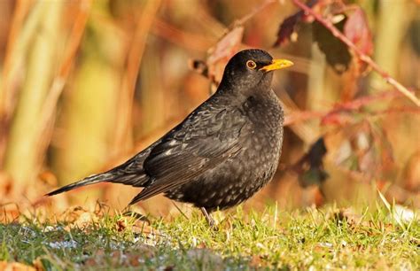Черен кос (Turdus merula) | Птици на горите | Mониторинг на ...