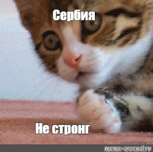 Создать мем "кот гиф, гиф удивление кота, кот удивляется gif ...
