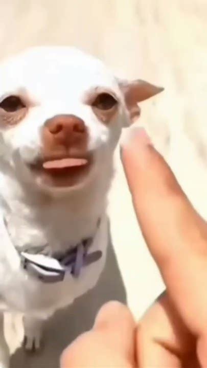 угарные коты! 🤣🤣 - YouTube