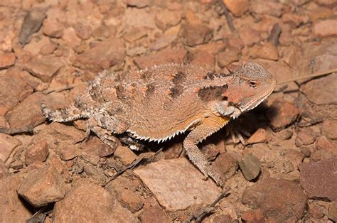 Greater Short-Horned Lizard | LandPKS