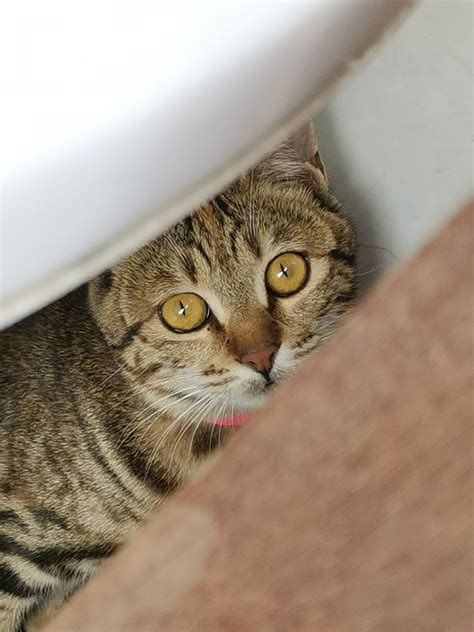 HOW TO PLAY HIDE AND SEEK WITH YOUR CAT - Graphic junkies