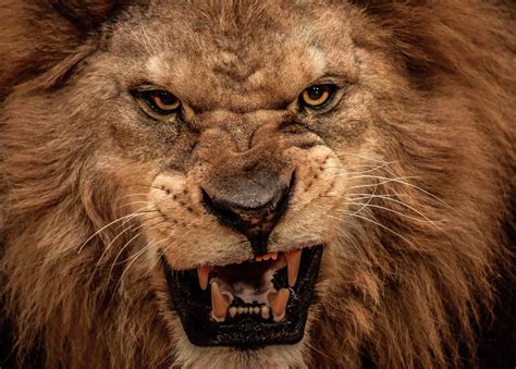 The Top 5 Animals with the Biggest Teeth (And Why They Have Them) - A-Z