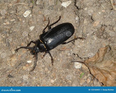 Tipos De Besouro Preto - Besouro Preto Grande Do Erro Na Floresta Imagem de Stock - Imagem de ...