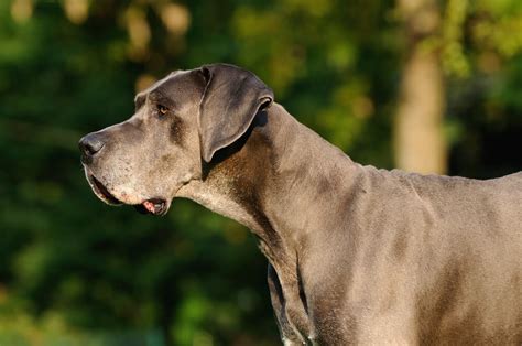 Great Dane Temperament & Personality: Get to Know Your Dog - Ollie Blog