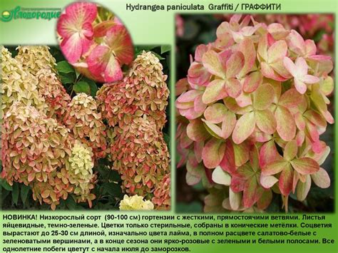 Гортензии - презентация онлайн