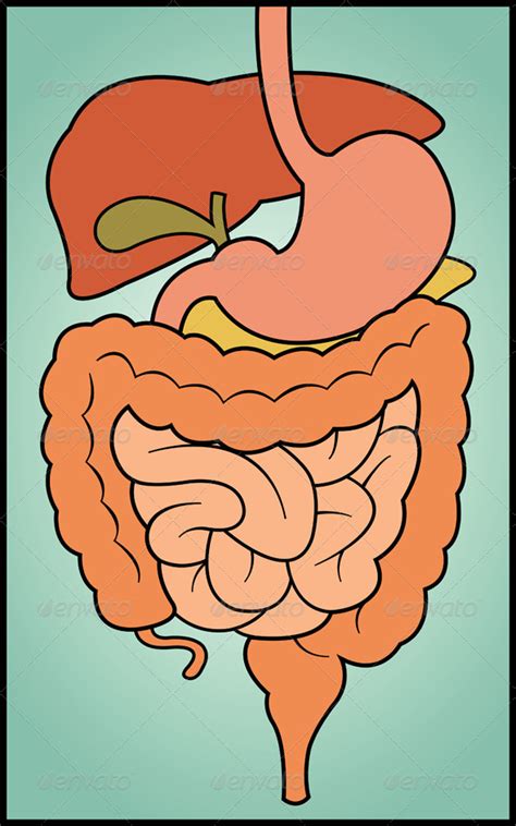 Digestive System | GraphicRiver