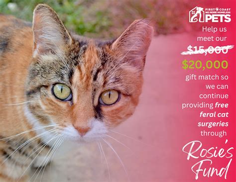 First Coast No More Homeless Pets | Jacksonville FL