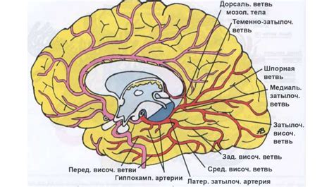 Анатомия сосудов головного мозга - презентация онлайн