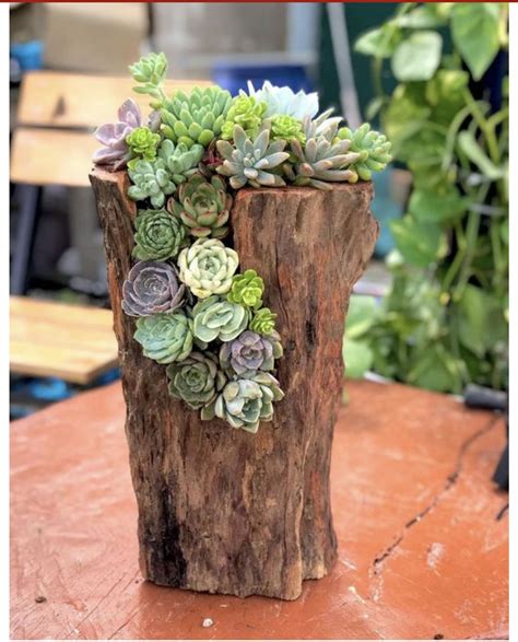 Pin by the swie on Plant succulents | Back garden landscaping