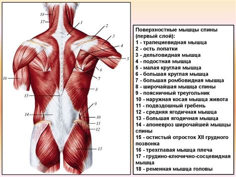 Поверхностные мышцы спины (первый слой) - презентация онлайн