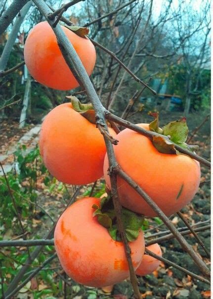 5)Nature's Lust panosundaki Pin | Meyve bahçesi, Meyve ağaçları, Bi̇tki̇