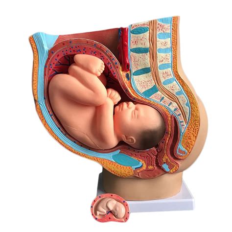Buy XIEZI Pelvic Model Medicine Female Human Pelvic Cavity Model