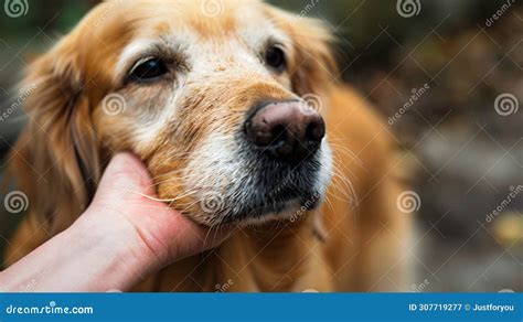 Tender Human and Dog Interaction in Nature. Generative Ai Stock ...