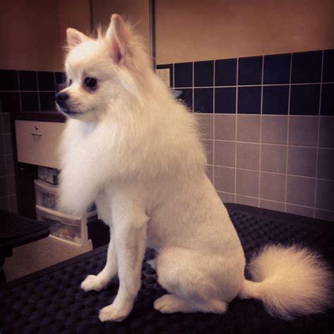 how to trim pomeranian hair