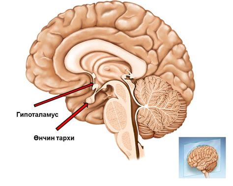 дотоод шүүрлийн б on emaze
