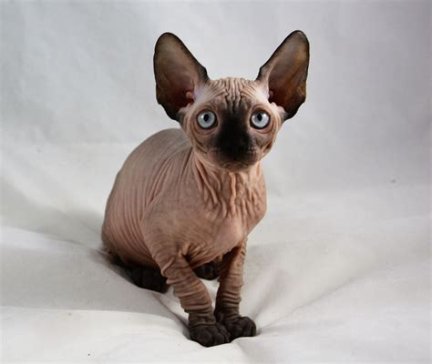 Sphynx Kittens , Sphynx Cats - Indigo Sphynx Kittens - Canadian Sphynx