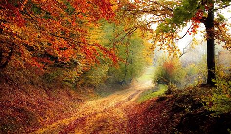 Road Forest Season · Free photo on Pixabay