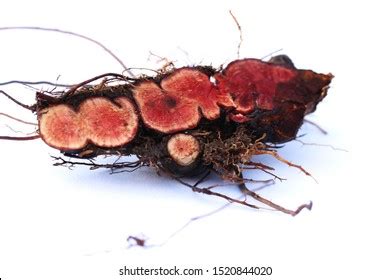 Tormentil Images, Stock Photos & Vectors | Shutterstock