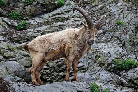 Kozorožec kavkazský | Naturfoto.cz