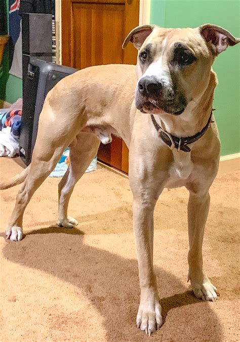 Pitsky | Animals, Dogs, Photography