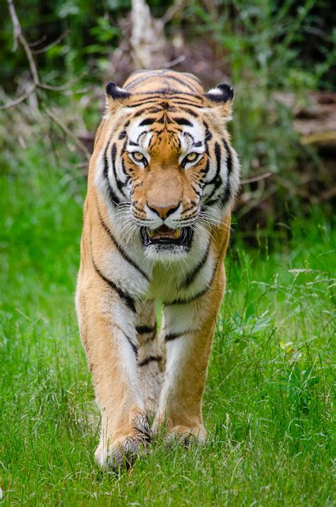 Siberian Tiger | Tiger El-Roi from Zoo Duisburg, Germany. | Mathias ...