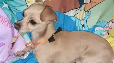 Perro pincher perdido en Bogotá en la localidad Rafael Uribe