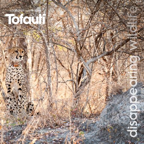 TOFAUTI - African wildlife and communities charity