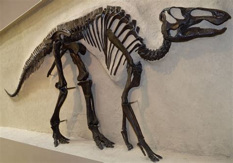surprising dinosaur fossil complete  skin discovered  canada