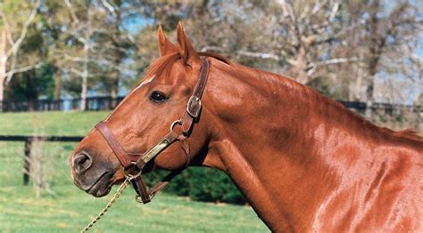 Secretariat: 8 Incredible Facts About The Legendary Racehorse