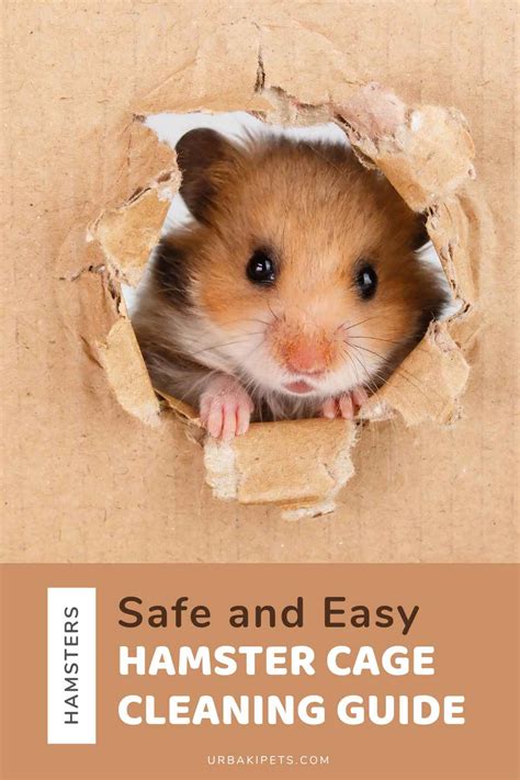 Safe and Easy Hamster Cage Cleaning Guide – Urbaki Pets