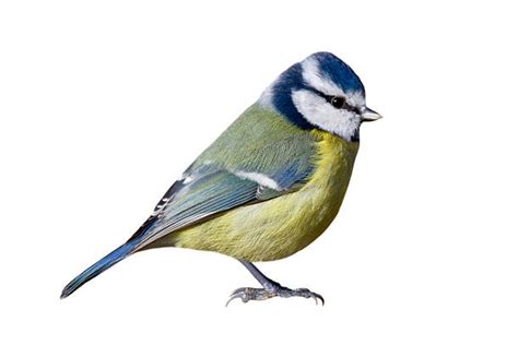 Tit Stock Photos, Pictures & Royalty-Free Images - iStock