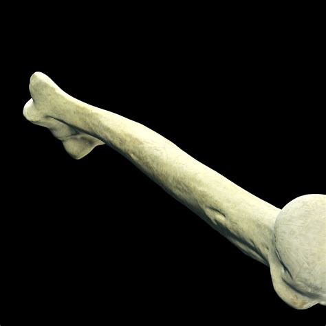 ⬅️ Left Humerus SKELETON SKELETON ANATOMY BONES ANTEATER TOAD AMPHIBIAN