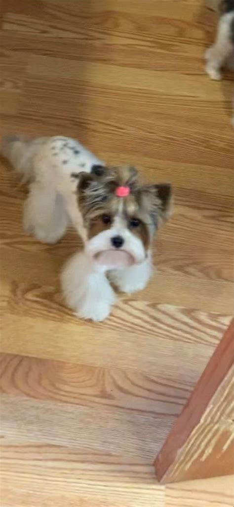 Biewer yorkie haircut | Biewer yorkie, Yorkie haircuts, Yorkie